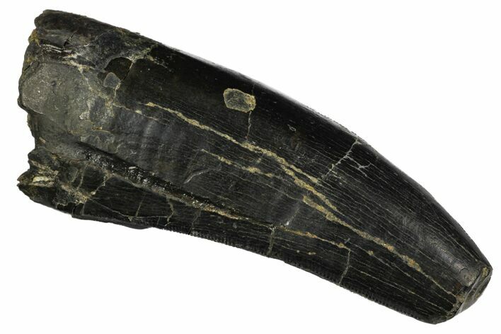 Serrated, Tyrannosaur Tooth - Two Medicine Formation #145014